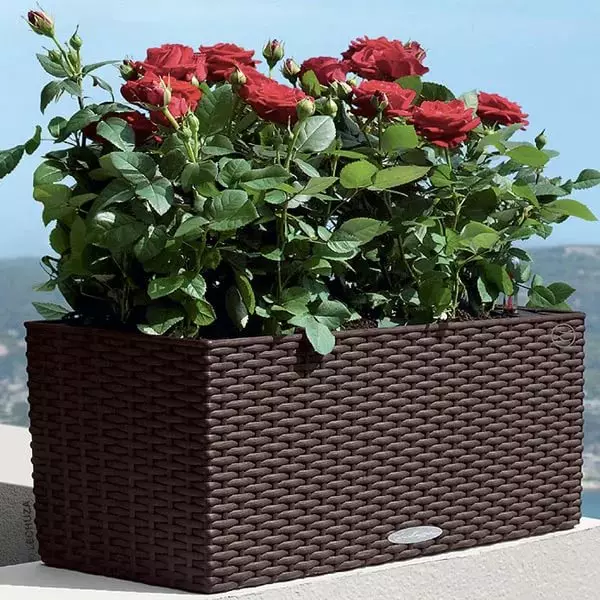 Varanda caixas de flores: caixas de plástico com fixação e suspensão caixas de rattan, caixas florais e outros modelos na varanda 10004_16