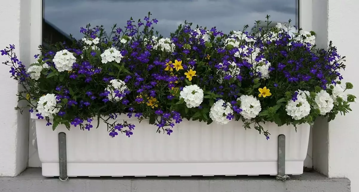 Varanda caixas de flores: caixas de plástico com fixação e suspensão caixas de rattan, caixas florais e outros modelos na varanda 10004_2