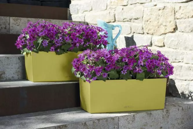 Varanda caixas de flores: caixas de plástico com fixação e suspensão caixas de rattan, caixas florais e outros modelos na varanda 10004_29