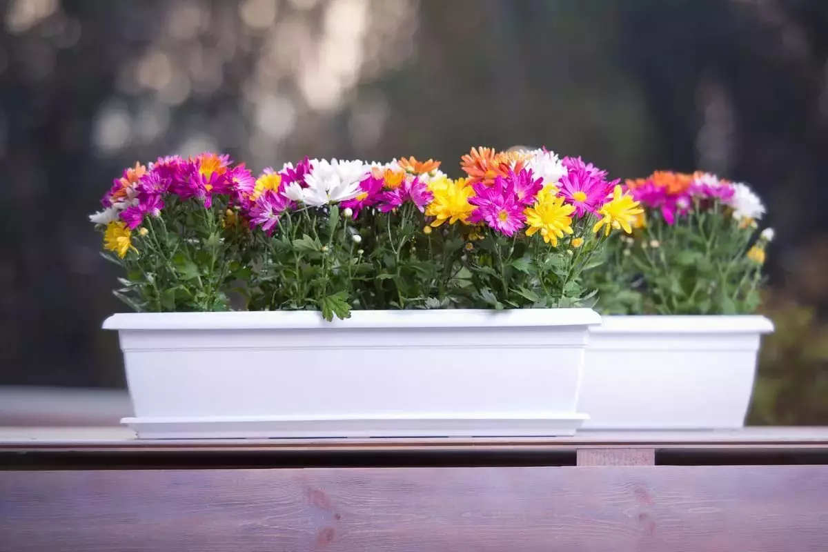 Varanda caixas de flores: caixas de plástico com fixação e suspensão caixas de rattan, caixas florais e outros modelos na varanda 10004_46