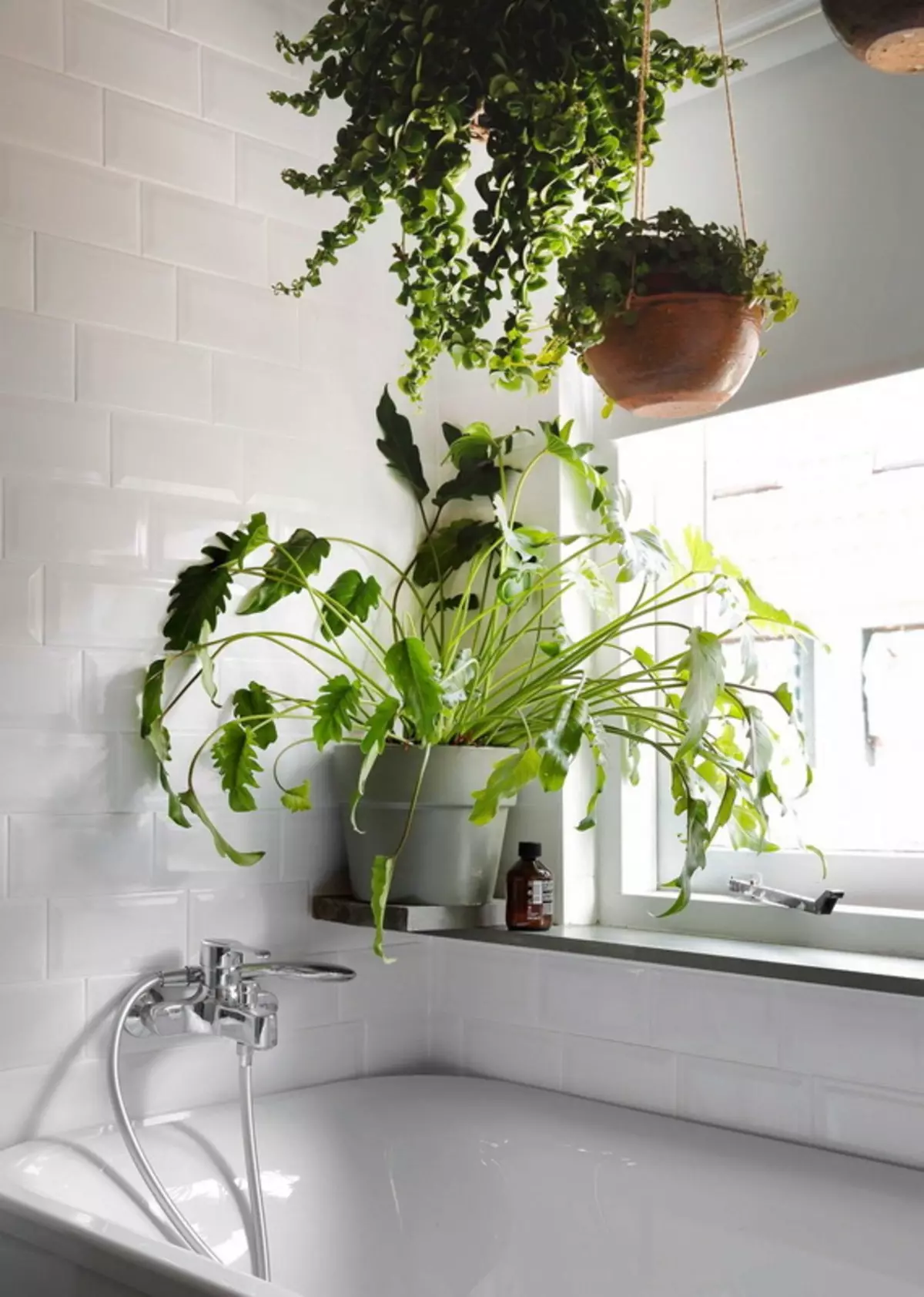Virágok a fürdőszobában: Válasszon növényeket a szobák nélküli szobákhoz. Milyen beltéri virágok jól növekedhetnek a fürdőszobában? 10198_10