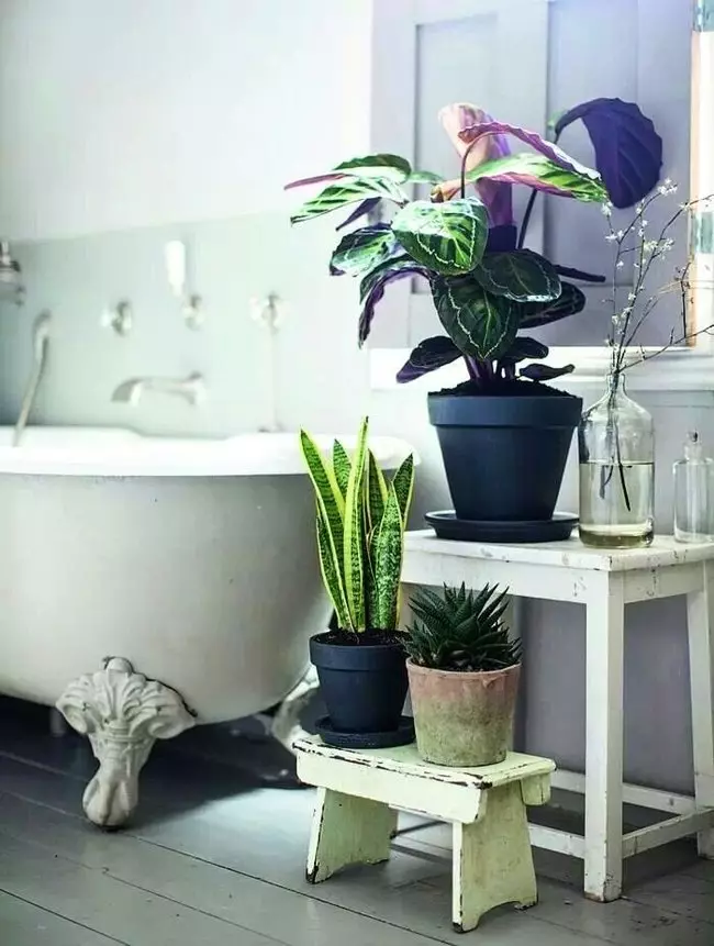 Virágok a fürdőszobában: Válasszon növényeket a szobák nélküli szobákhoz. Milyen beltéri virágok jól növekedhetnek a fürdőszobában? 10198_11