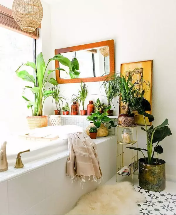Virágok a fürdőszobában: Válasszon növényeket a szobák nélküli szobákhoz. Milyen beltéri virágok jól növekedhetnek a fürdőszobában? 10198_12