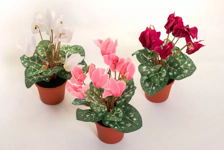 Blomster på badet: Velg planter for rom uten vinduer. Hvilke innendørs blomster kan vokse godt på badet? 10198_23
