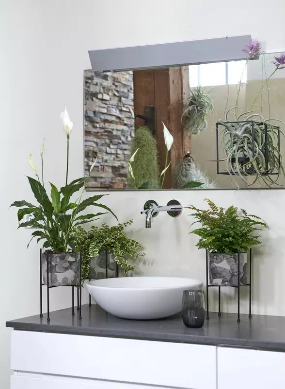 Blomster på badet: Velg planter for rom uten vinduer. Hvilke innendørs blomster kan vokse godt på badet? 10198_38