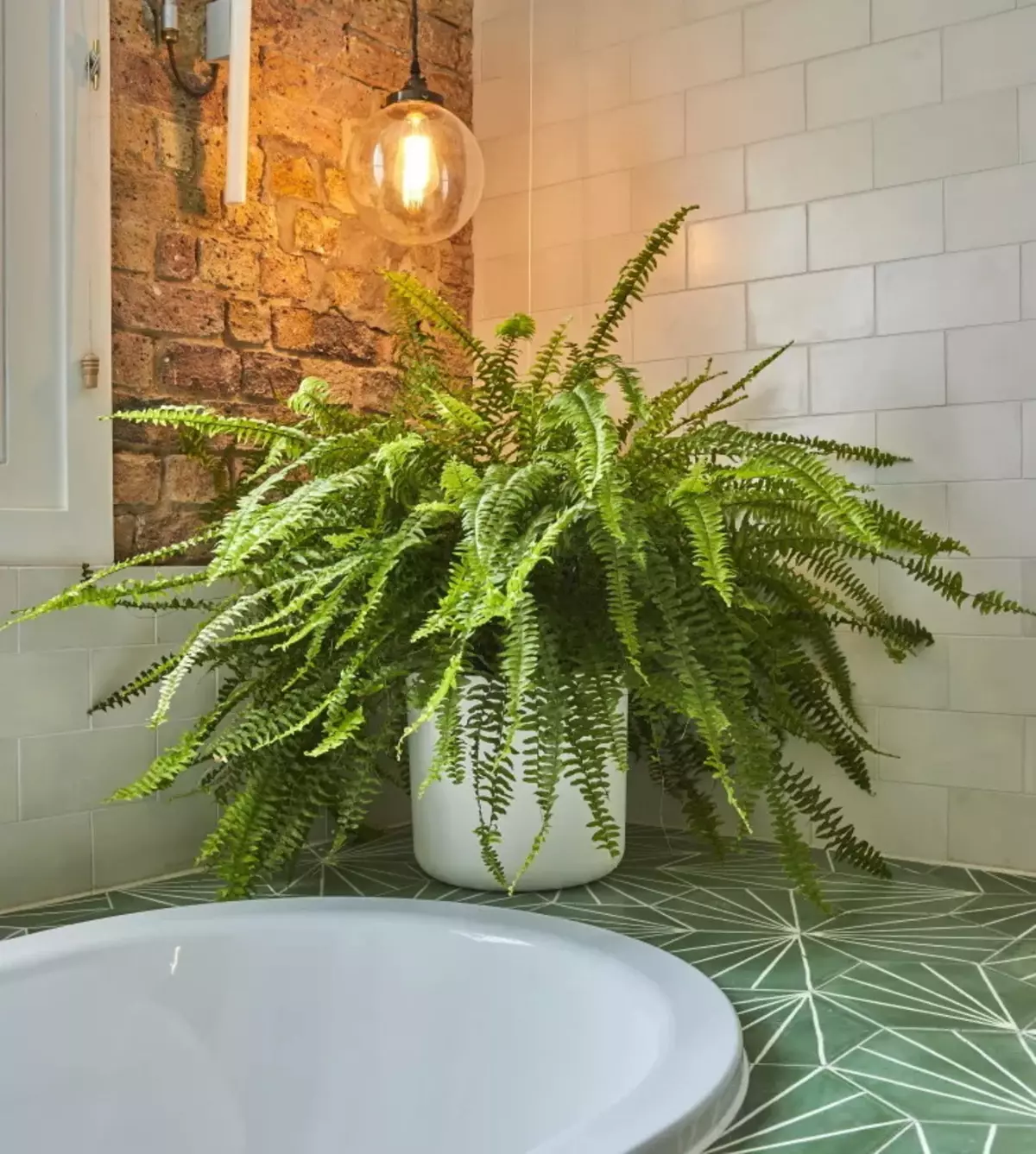 Blomster på badet: Velg planter for rom uten vinduer. Hvilke innendørs blomster kan vokse godt på badet? 10198_42