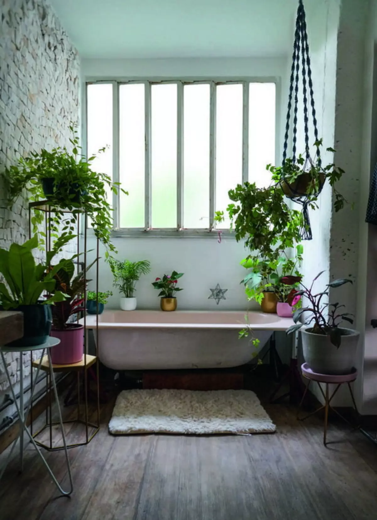 Virágok a fürdőszobában: Válasszon növényeket a szobák nélküli szobákhoz. Milyen beltéri virágok jól növekedhetnek a fürdőszobában? 10198_9