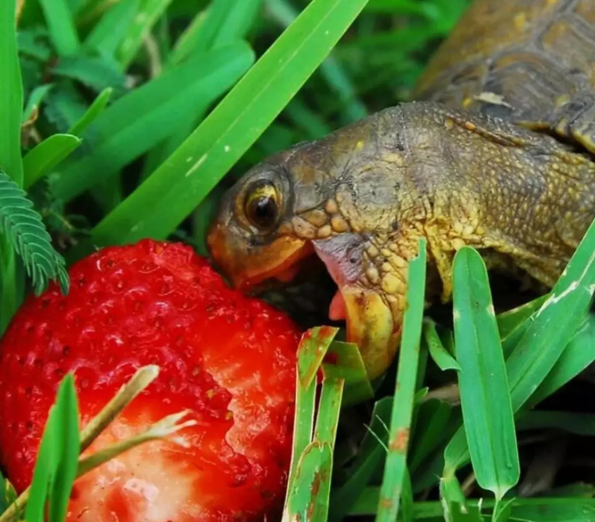 Hrană pentru țestoase: Pentru pământ și apă, alimente uscate 