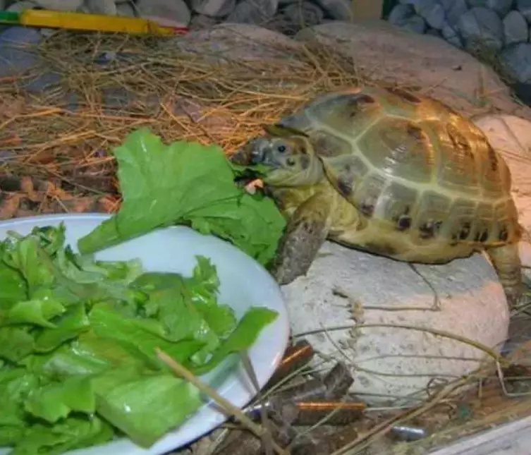 Hrană pentru țestoase: Pentru pământ și apă, alimente uscate 