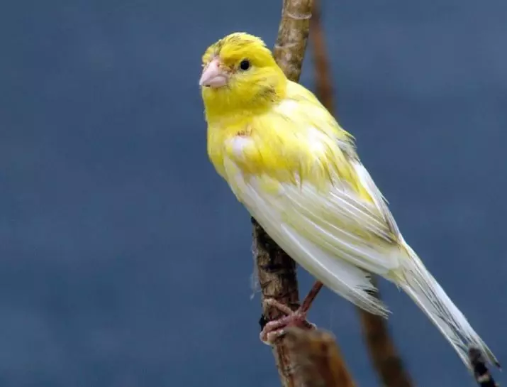 Canaries (44 photos): cellules de volaille. Leur dilution à la maison pour les débutants. À quoi ressemblent les caniers jaunes et autres espèces? Où vivent-ils? 11304_11