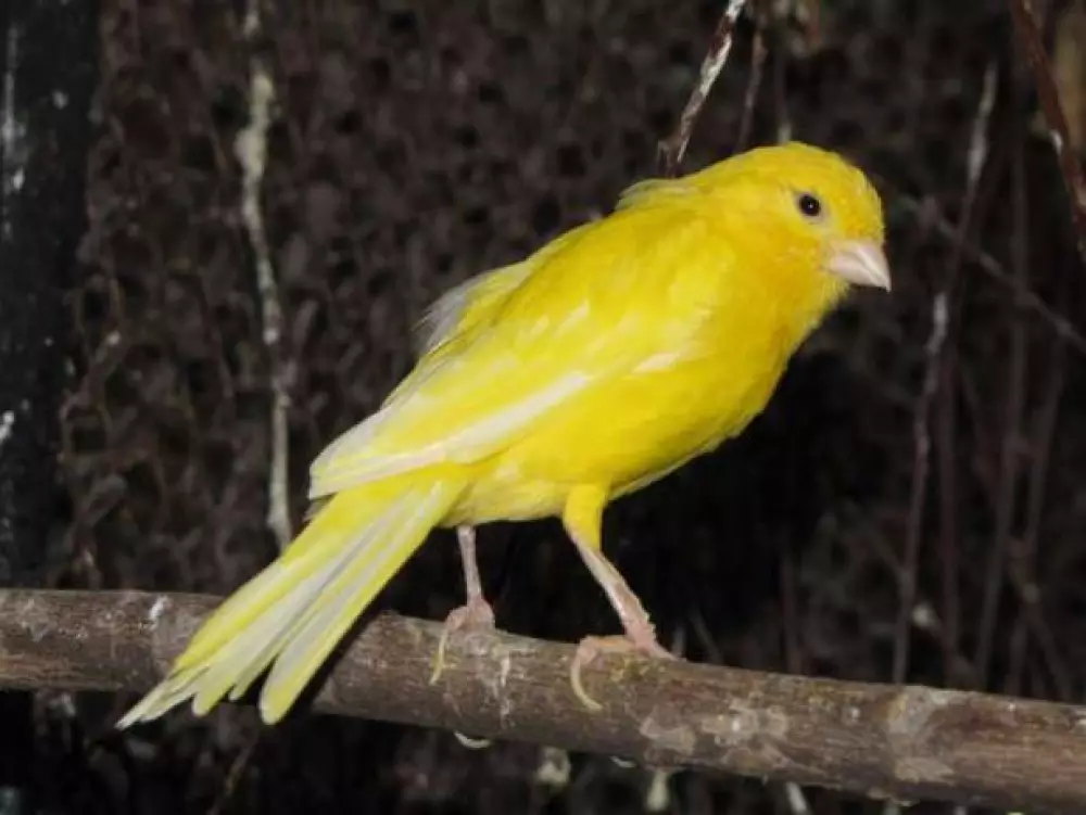 Canary (44 снимки): клетки за домашни птици. Тяхното разреждане у дома за начинаещи. Как изглеждат жълтите кучета и други видове? Къде живеят? 11304_12