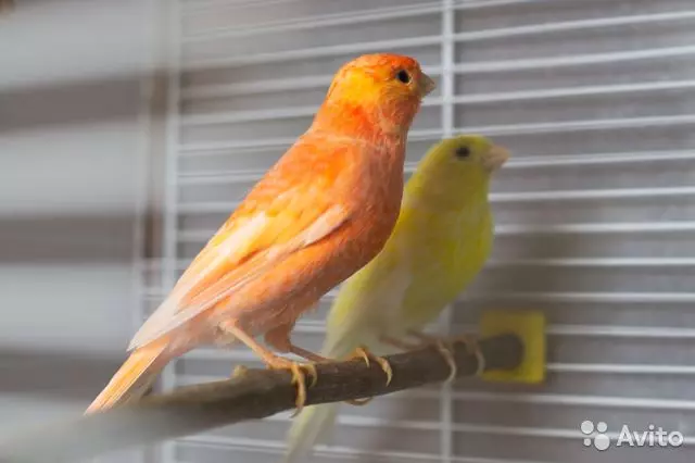 Canary (44 снимки): клетки за домашни птици. Тяхното разреждане у дома за начинаещи. Как изглеждат жълтите кучета и други видове? Къде живеят? 11304_13