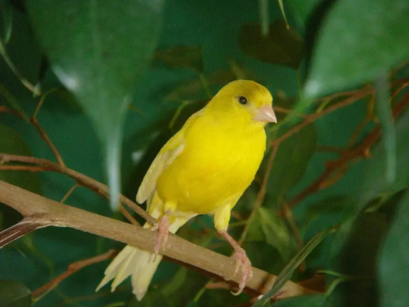 Canarias (44 fotos): Células para aves de corral. Su dilución en el hogar para principiantes. ¿Cómo se ven los canadores amarillos y otras especies? ¿Dónde viven? 11304_14
