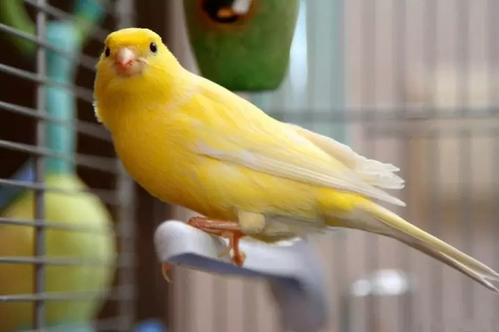 Kanarijos (44 nuotraukos): naminių paukščių ląstelės. Jų praskiedimas namuose pradedantiesiems. Kaip atrodo geltonos caners ir kitos rūšys? Kur jie gyvena? 11304_15