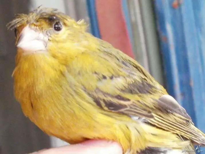 Canaries (44 foto's): cellen voor pluimvee. Hun verdunning thuis voor beginners. Hoe zien gele blikjes en andere soorten eruit? Waar wonen zij? 11304_16