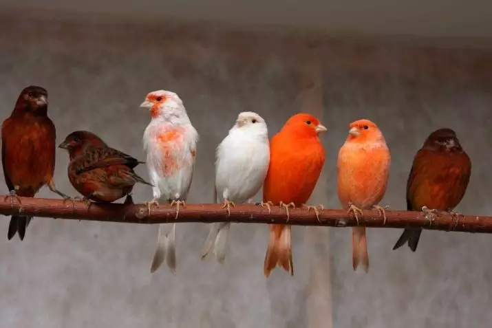 Canaries (44 mga larawan): mga cell para sa manok. Ang kanilang pagbabanto sa bahay para sa mga nagsisimula. Ano ang hitsura ng mga dilaw na caners at iba pang mga species? Saan sila nakatira? 11304_17