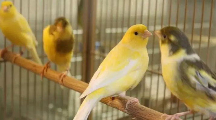 კანარის (44 ფოტო): უჯრედები ფრინველისთვის. მათი განზავება სახლში დამწყებთათვის. რა ყვითელი caners და სხვა სახეობის ჰგავს? სად ცხოვრობენ ისინი? 11304_2