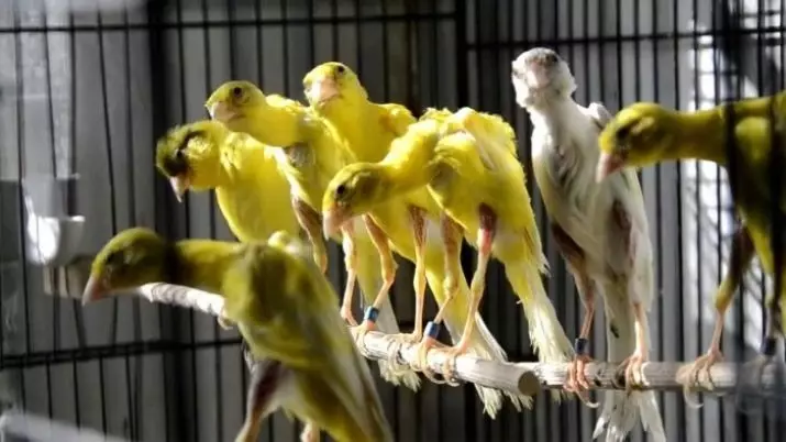 Canaries (44 foto): Sel-sel untuk ayam. Pencairan mereka di rumah untuk pemula. Apa yang kelihatan seperti caners kuning dan spesies lain? Di manakah mereka tinggal? 11304_21