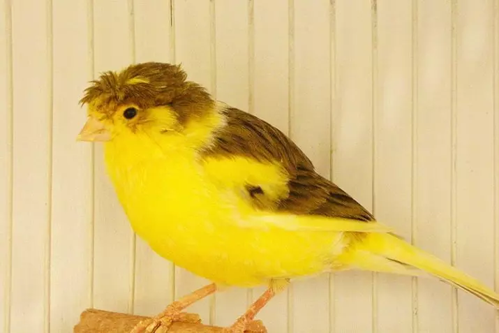 Canaries (44 รูป): เซลล์สำหรับสัตว์ปีก การเจือจางของพวกเขาที่บ้านสำหรับผู้เริ่มต้น สีเหลืองและสปีชีส์อื่น ๆ มีลักษณะอย่างไร พวกเขาอยู่ที่ไหน? 11304_22
