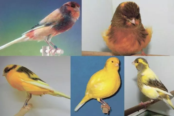 金丝雀（44张）：家禽的细胞。他们在家里稀释初学者。黄色犬和其他物种是什么样的？他们住在哪里？ 11304_23