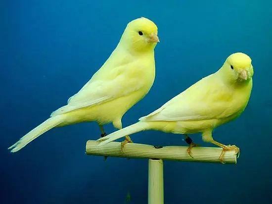 კანარის (44 ფოტო): უჯრედები ფრინველისთვის. მათი განზავება სახლში დამწყებთათვის. რა ყვითელი caners და სხვა სახეობის ჰგავს? სად ცხოვრობენ ისინი? 11304_3