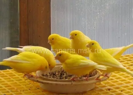 Canaries (44 foto): Sel untuk unggas. Pengenceran mereka di rumah untuk pemula. Seperti apa joran kuning dan spesies lainnya? Di mana mereka tinggal? 11304_30