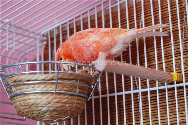 Canary (44 снимки): клетки за домашни птици. Тяхното разреждане у дома за начинаещи. Как изглеждат жълтите кучета и други видове? Къде живеят? 11304_35