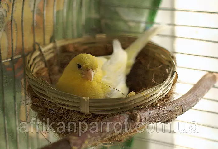 Canary (44 снимки): клетки за домашни птици. Тяхното разреждане у дома за начинаещи. Как изглеждат жълтите кучета и други видове? Къде живеят? 11304_36