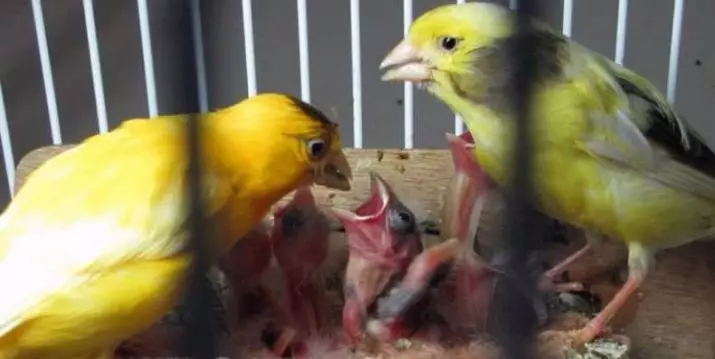 Canari (44 fotografii): celule pentru păsări de curte. Diluarea lor la domiciliu pentru începători. Cum arata ca caracterele galbene si alte specii? Unde locuiesc ei? 11304_39