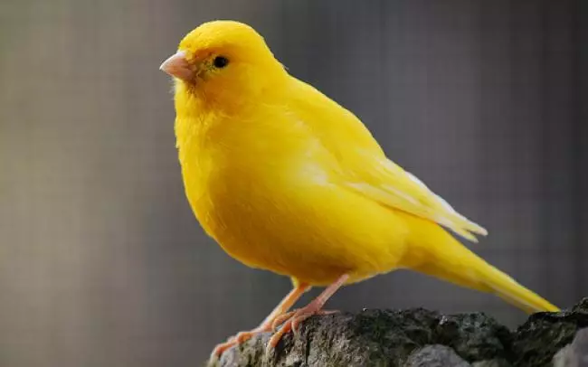 Canaries (44 photos): cellules de volaille. Leur dilution à la maison pour les débutants. À quoi ressemblent les caniers jaunes et autres espèces? Où vivent-ils? 11304_4