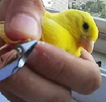 Canaries (44 photos): cellules de volaille. Leur dilution à la maison pour les débutants. À quoi ressemblent les caniers jaunes et autres espèces? Où vivent-ils? 11304_44