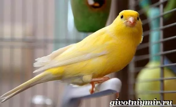 Canaries (44 รูป): เซลล์สำหรับสัตว์ปีก การเจือจางของพวกเขาที่บ้านสำหรับผู้เริ่มต้น สีเหลืองและสปีชีส์อื่น ๆ มีลักษณะอย่างไร พวกเขาอยู่ที่ไหน? 11304_7