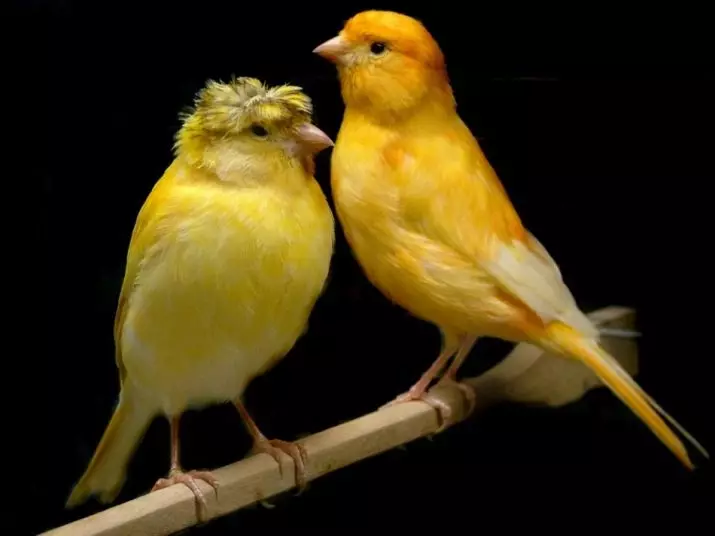 Canaries (44 รูป): เซลล์สำหรับสัตว์ปีก การเจือจางของพวกเขาที่บ้านสำหรับผู้เริ่มต้น สีเหลืองและสปีชีส์อื่น ๆ มีลักษณะอย่างไร พวกเขาอยู่ที่ไหน? 11304_8
