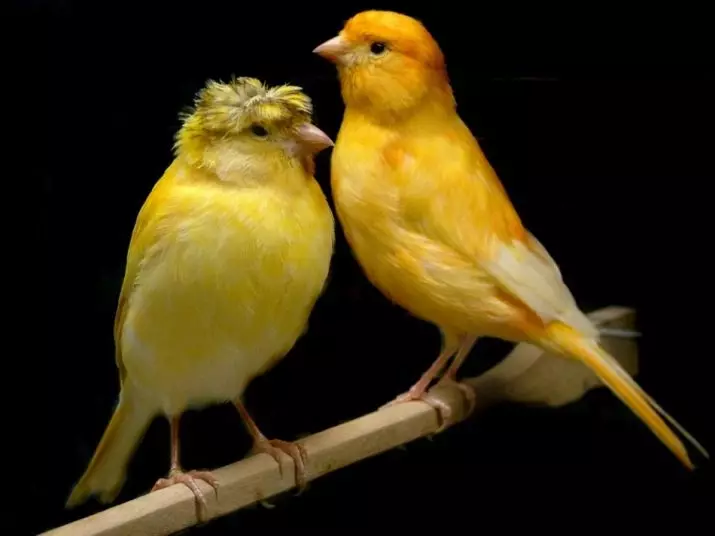 Canaries (44 photos): Cells for poultry. Their dilution at home for beginners. What do yellow caners and other species look like? Where do they live? 11304_8