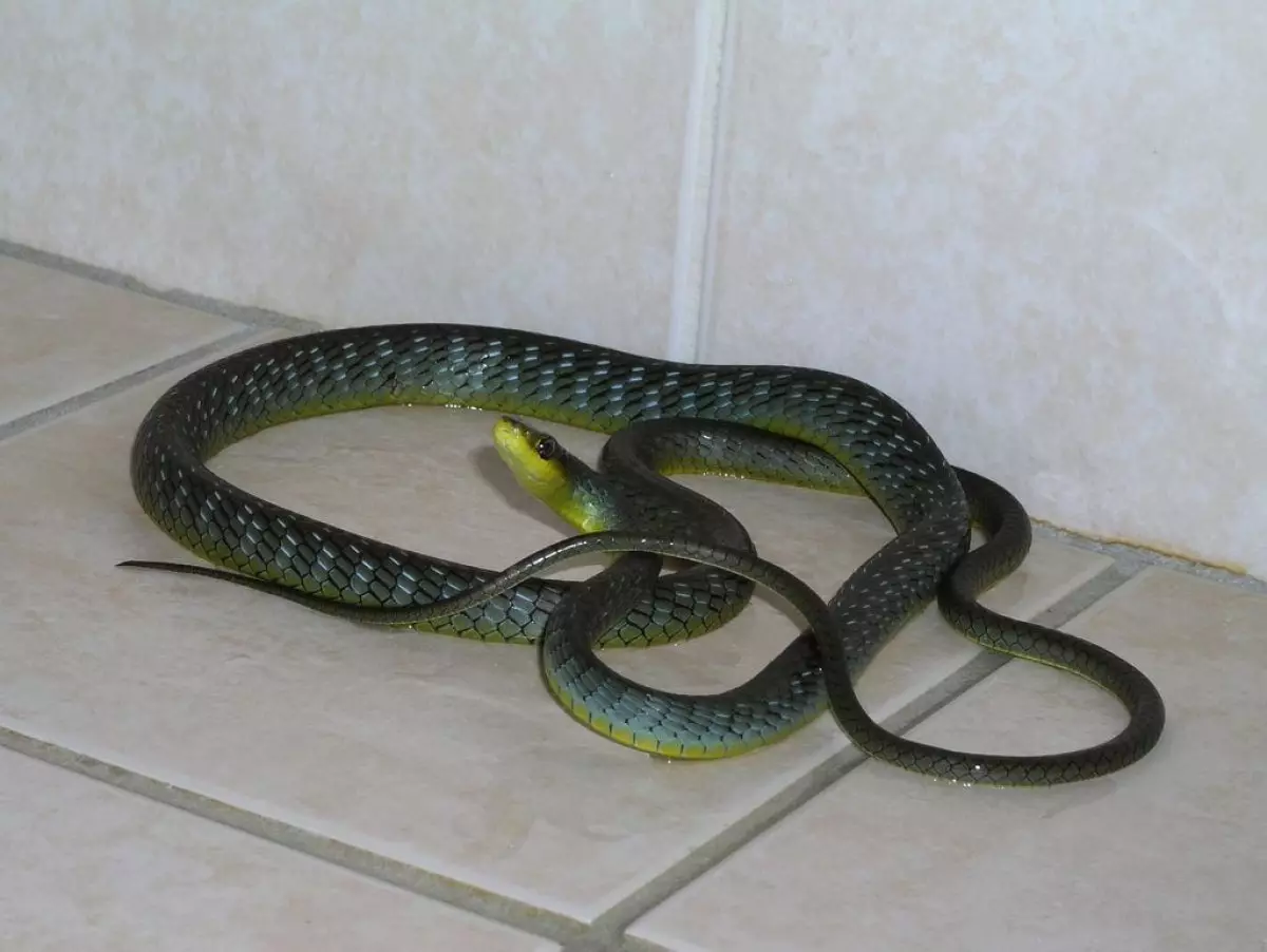 Что значит увидеть змею. Змеи в квартире. Уж домашний. Уж змея домашний. Домашние ужи.