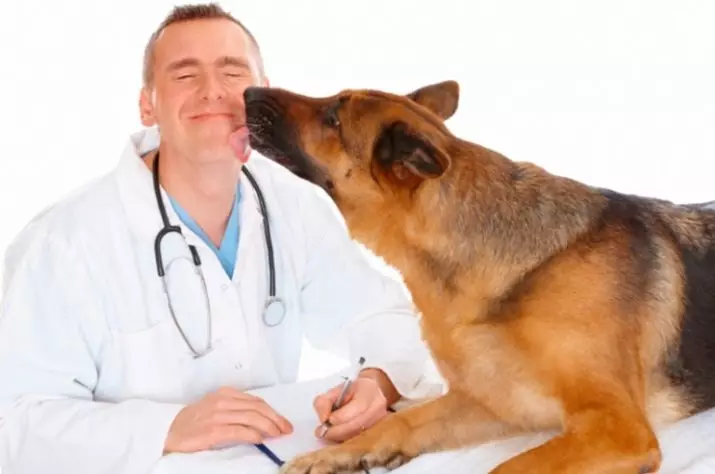 Pet Care: Ինչ է դա: Ինչպես հոգ տանել տարբեր կենդանիների. Հիմնական Օրենքները եւ օգտակար խորհուրդներ 11307_13