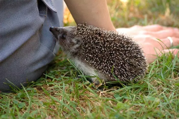 Hadgehog zingahe ziba murugo? Ubuzima bwubuzima bwintwari zo gushushanya dwarf. Ni iki kigira ingaruka ku byiringiro by'ubuzima? 11316_6