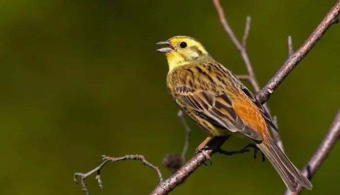 Живина (36 фотографии): Наслови и описи на мали птици со црвен клун за одржување на домот, пејачи и пократки миленичиња 11319_11