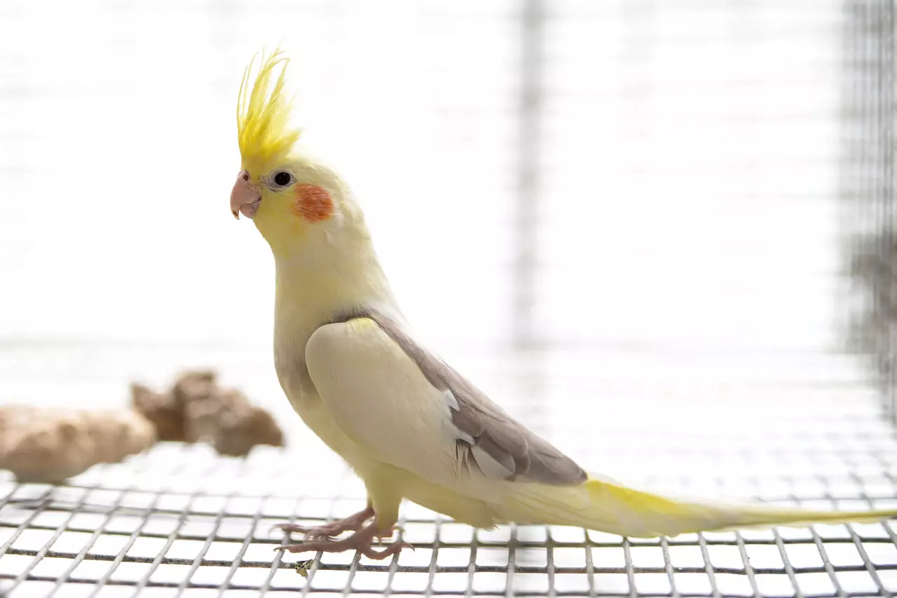 Живина (36 фотографии): Наслови и описи на мали птици со црвен клун за одржување на домот, пејачи и пократки миленичиња 11319_22