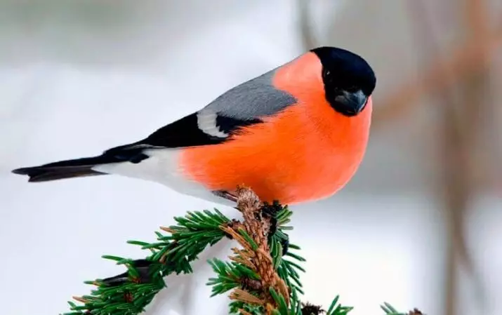مرغ (36 عکس): عناوین و توصیف پرندگان کوچک با قرمز قرمز برای نگهداری خانه، خوانندگان و ساکت ترین حیوانات خانگی 11319_30