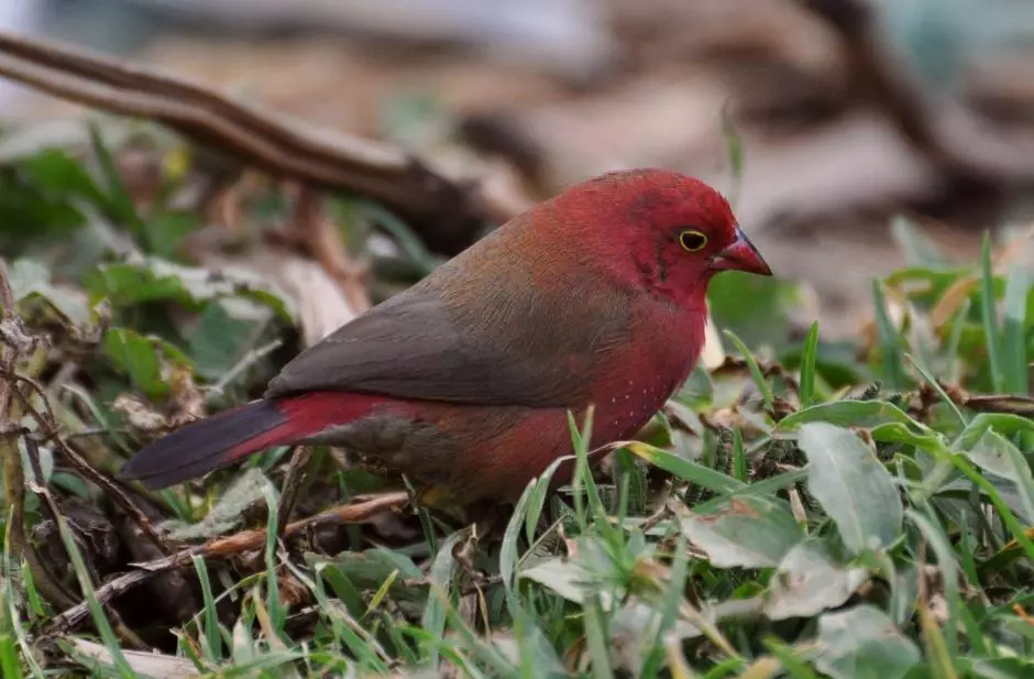 مرغ (36 عکس): عناوین و توصیف پرندگان کوچک با قرمز قرمز برای نگهداری خانه، خوانندگان و ساکت ترین حیوانات خانگی 11319_33
