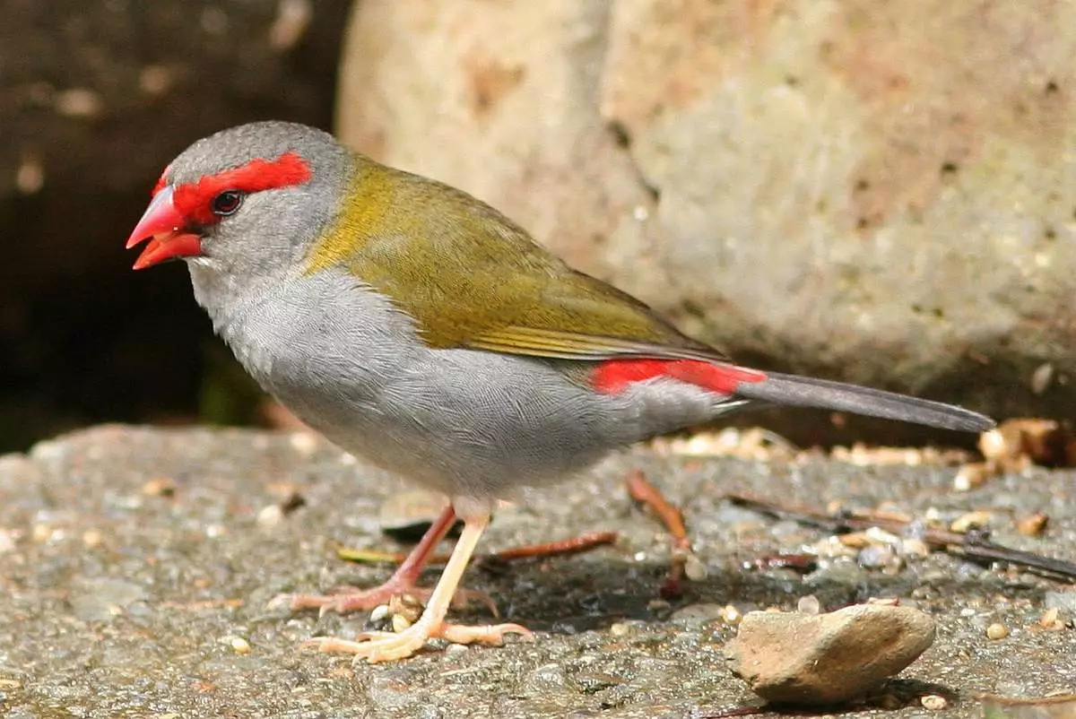Живина (36 фотографии): Наслови и описи на мали птици со црвен клун за одржување на домот, пејачи и пократки миленичиња 11319_34
