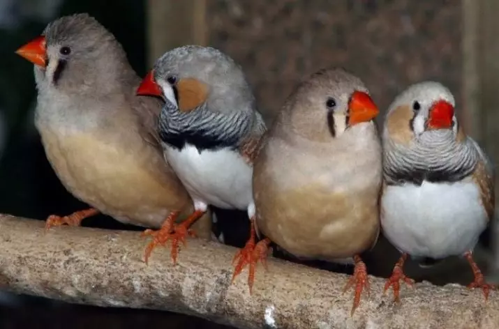 Живина (36 фотографии): Наслови и описи на мали птици со црвен клун за одржување на домот, пејачи и пократки миленичиња 11319_35