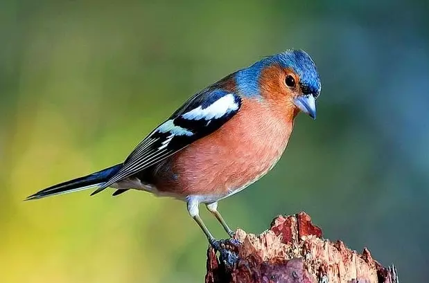 Живина (36 фотографии): Наслови и описи на мали птици со црвен клун за одржување на домот, пејачи и пократки миленичиња 11319_4