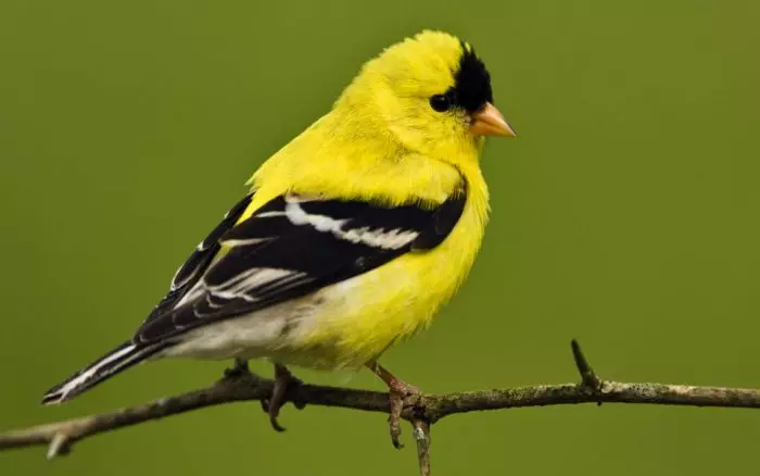 Живина (36 фотографии): Наслови и описи на мали птици со црвен клун за одржување на домот, пејачи и пократки миленичиња 11319_7