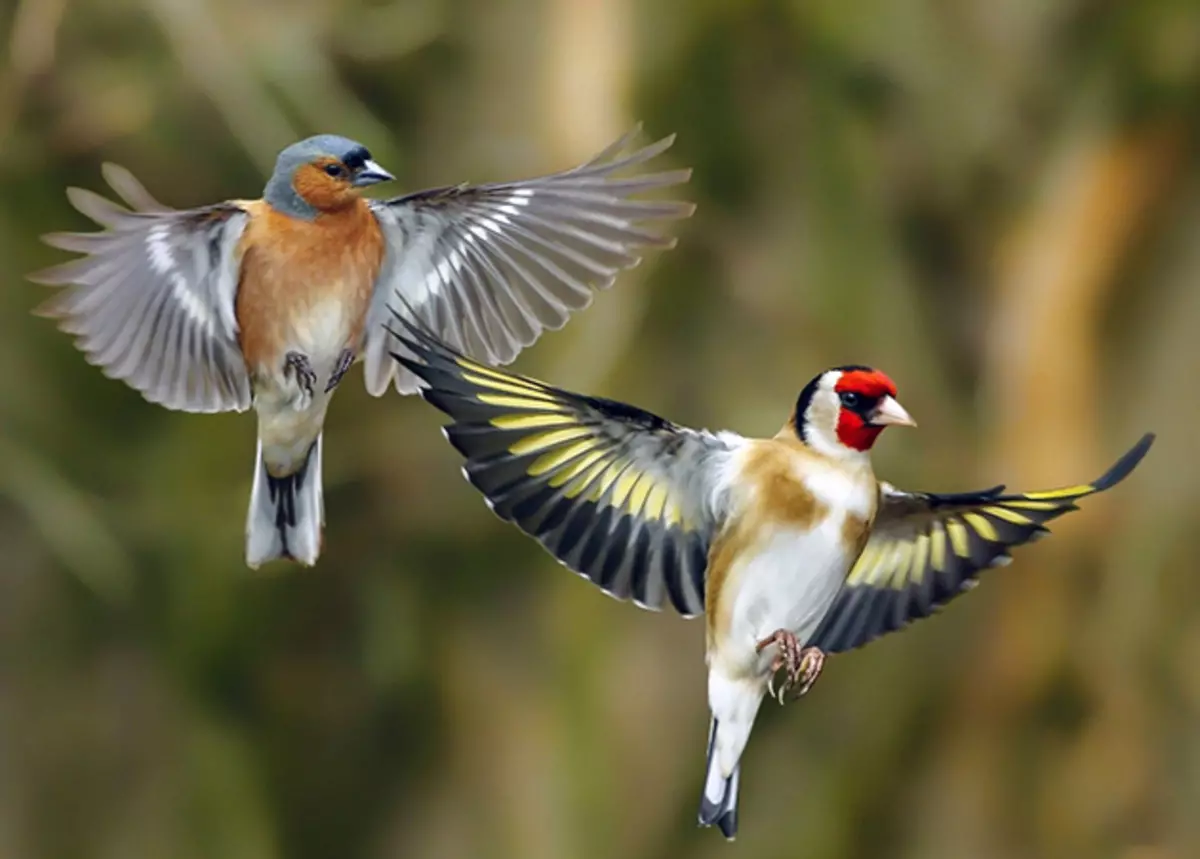 Живина (36 фотографии): Наслови и описи на мали птици со црвен клун за одржување на домот, пејачи и пократки миленичиња 11319_8
