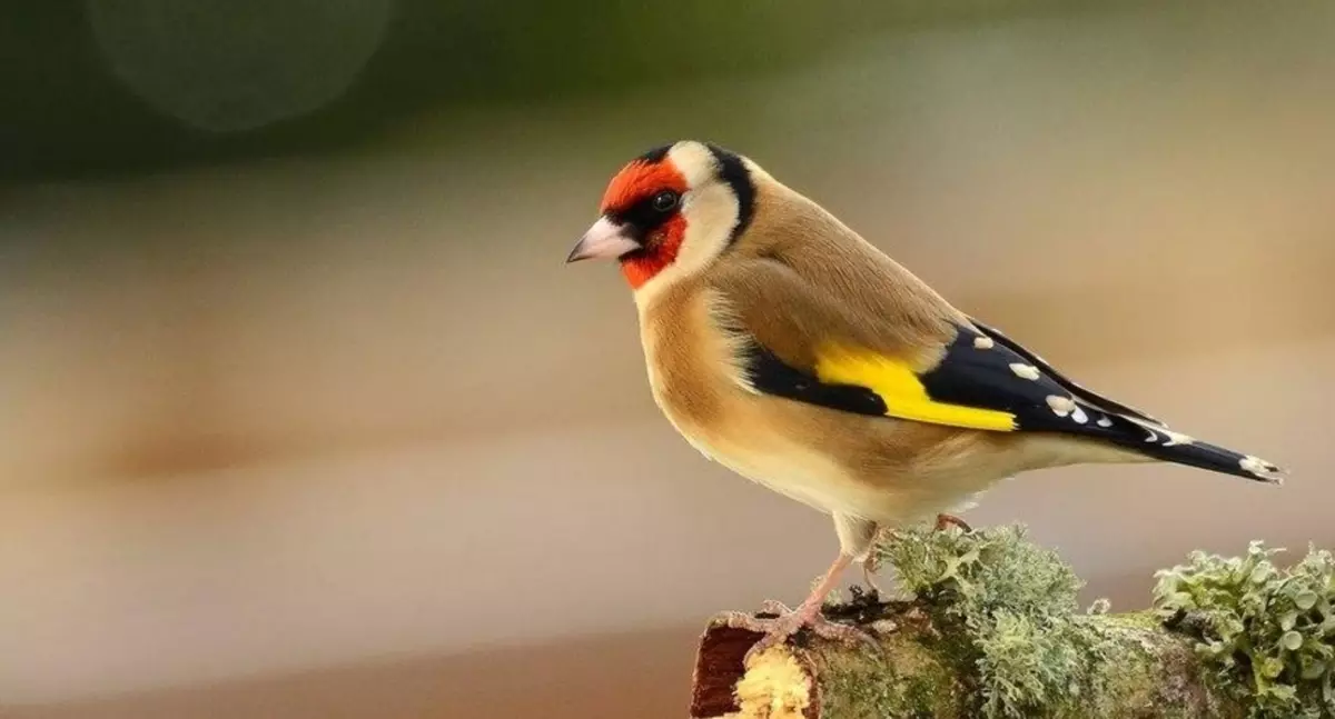 Живина (36 фотографии): Наслови и описи на мали птици со црвен клун за одржување на домот, пејачи и пократки миленичиња 11319_9