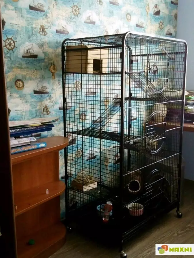 Hewan peliharaan eksotis (49 foto): Hewan peliharaan apa yang akan dilarang untuk menjaga Rusia di rumah? Daftar binatang yang bisa disimpan di rumah 11320_45