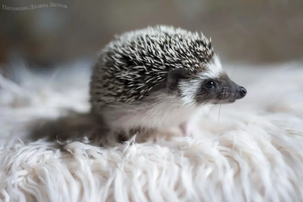 Hedgehog Africano em casa: conteúdo e cuidado. Quantos hedgehive anão vivem? Como posso alimentar em casa? Como lavar heróis? 11326_10