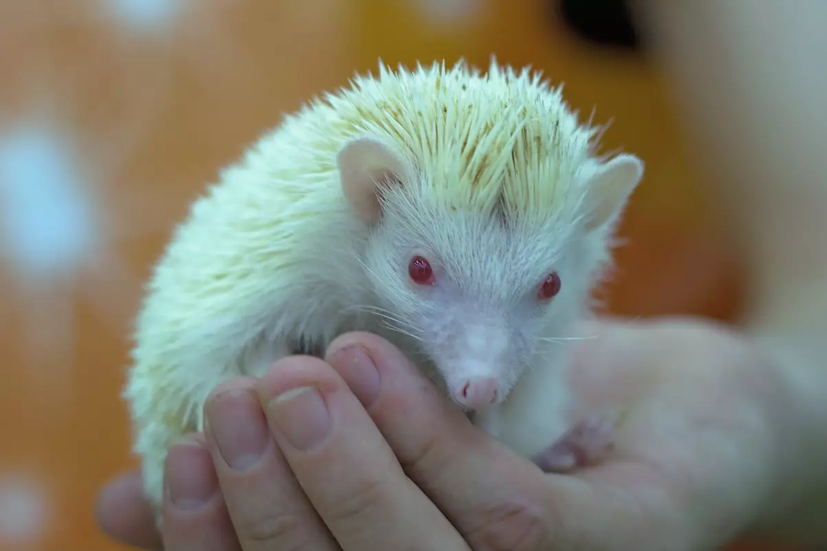 Hedgehog Africano em casa: conteúdo e cuidado. Quantos hedgehive anão vivem? Como posso alimentar em casa? Como lavar heróis? 11326_12